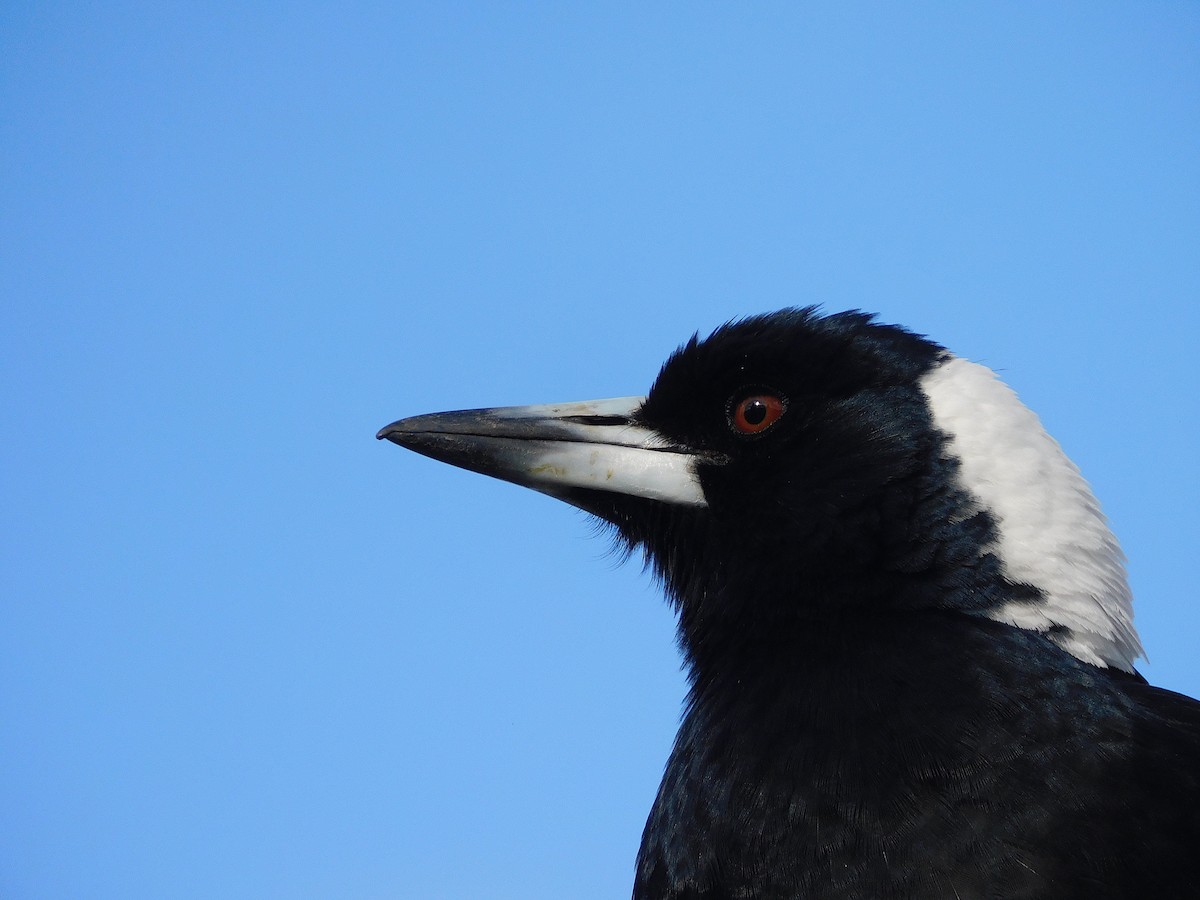 Australian Magpie (Black-backed x White-backed) - ML624633386