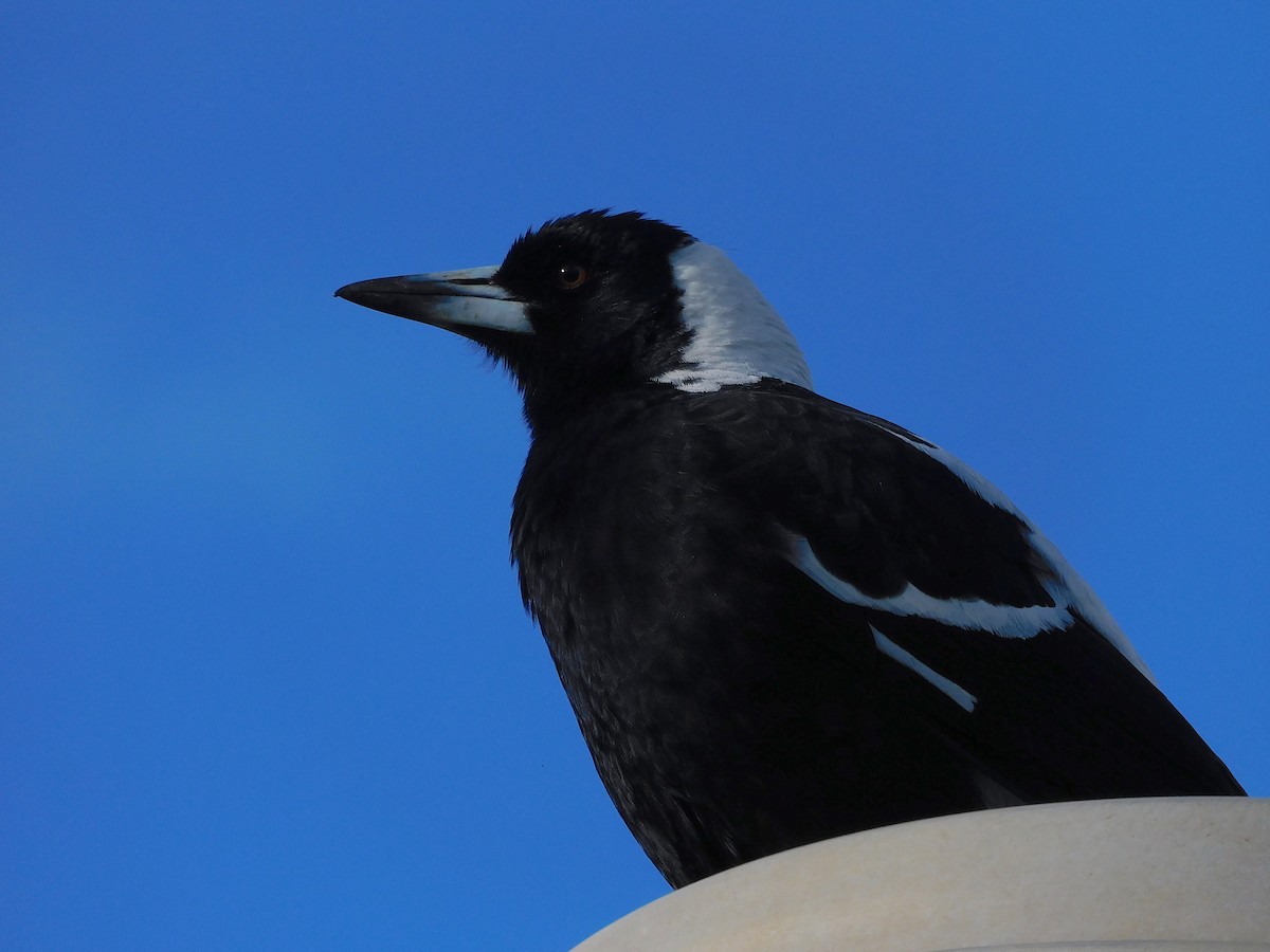 Australian Magpie (Black-backed x White-backed) - ML624633387