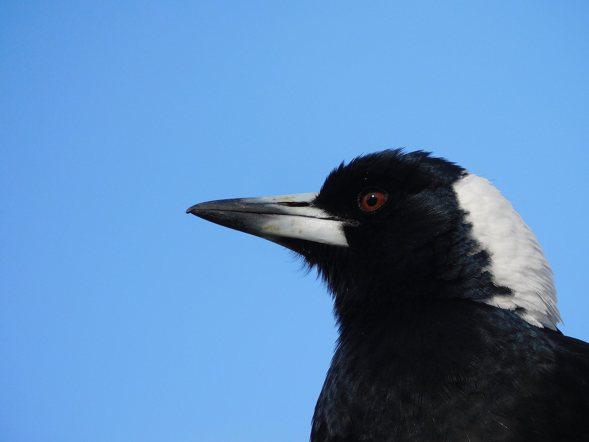 Australian Magpie (Black-backed x White-backed) - ML624633388