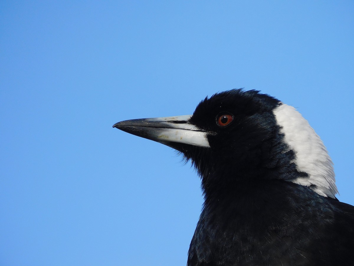 Australian Magpie (Black-backed x White-backed) - ML624633389