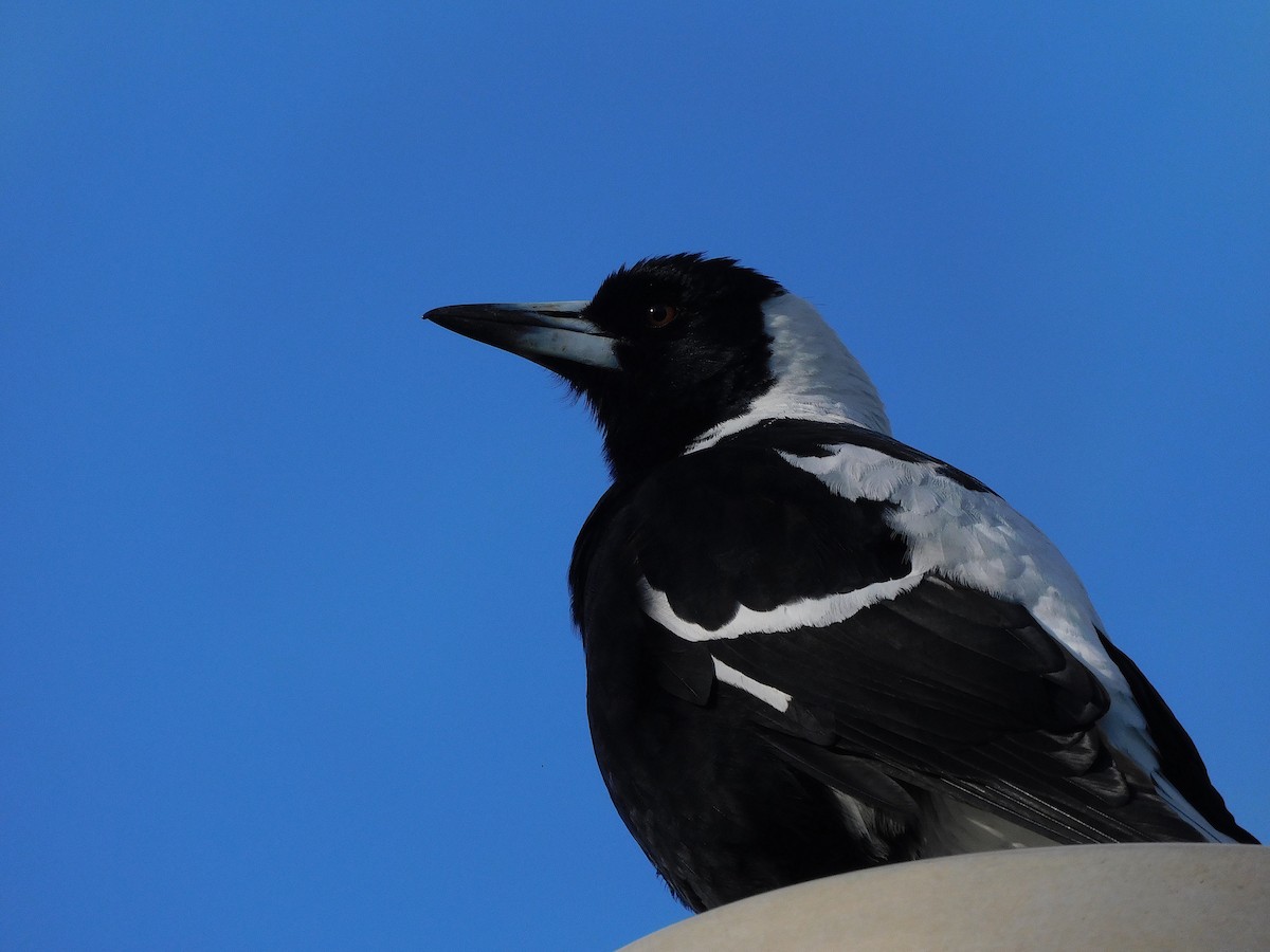 Australian Magpie (Black-backed x White-backed) - ML624633390