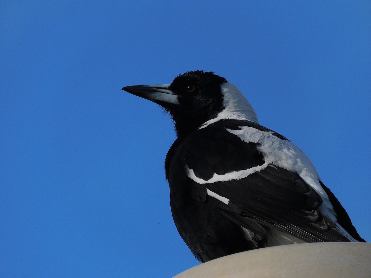 Australian Magpie (Black-backed x White-backed) - ML624633403