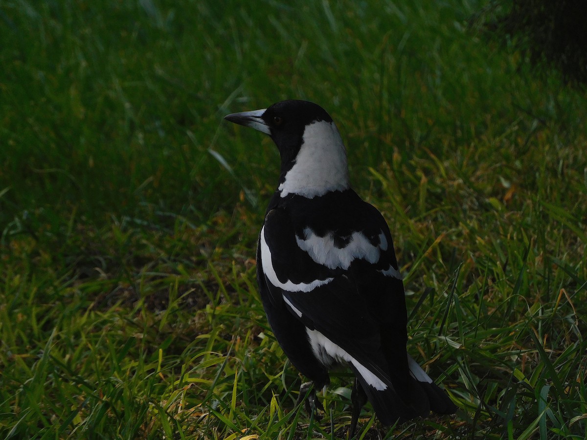 Australian Magpie (Black-backed x White-backed) - ML624633406