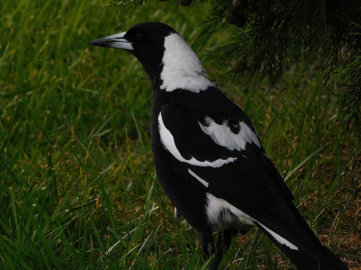 Australian Magpie (Black-backed x White-backed) - ML624633407