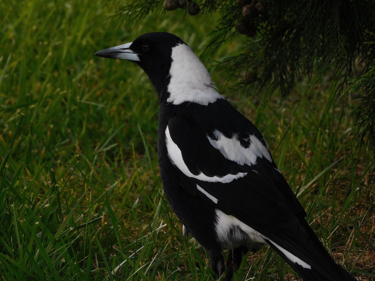 Australian Magpie (Black-backed x White-backed) - ML624633411