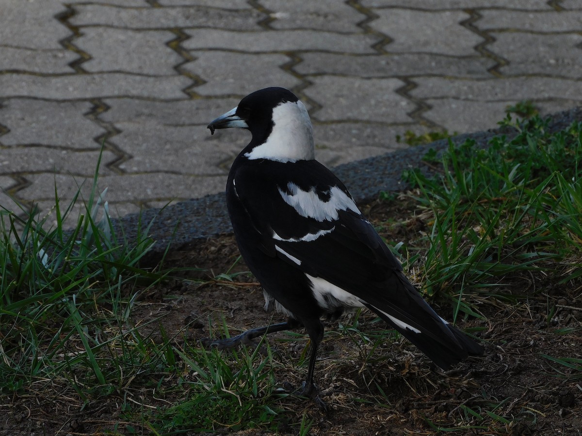 Australian Magpie (Black-backed x White-backed) - ML624633412