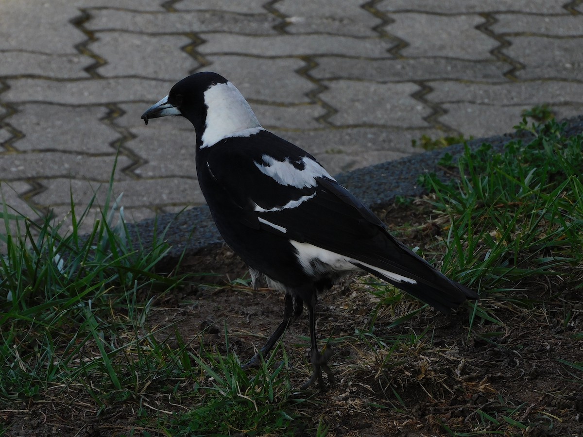 Australian Magpie (Black-backed x White-backed) - ML624633413