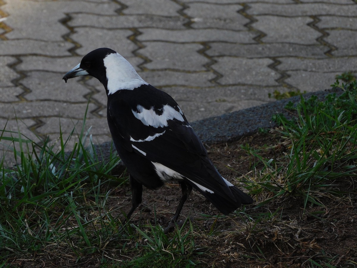 Australian Magpie (Black-backed x White-backed) - ML624633414