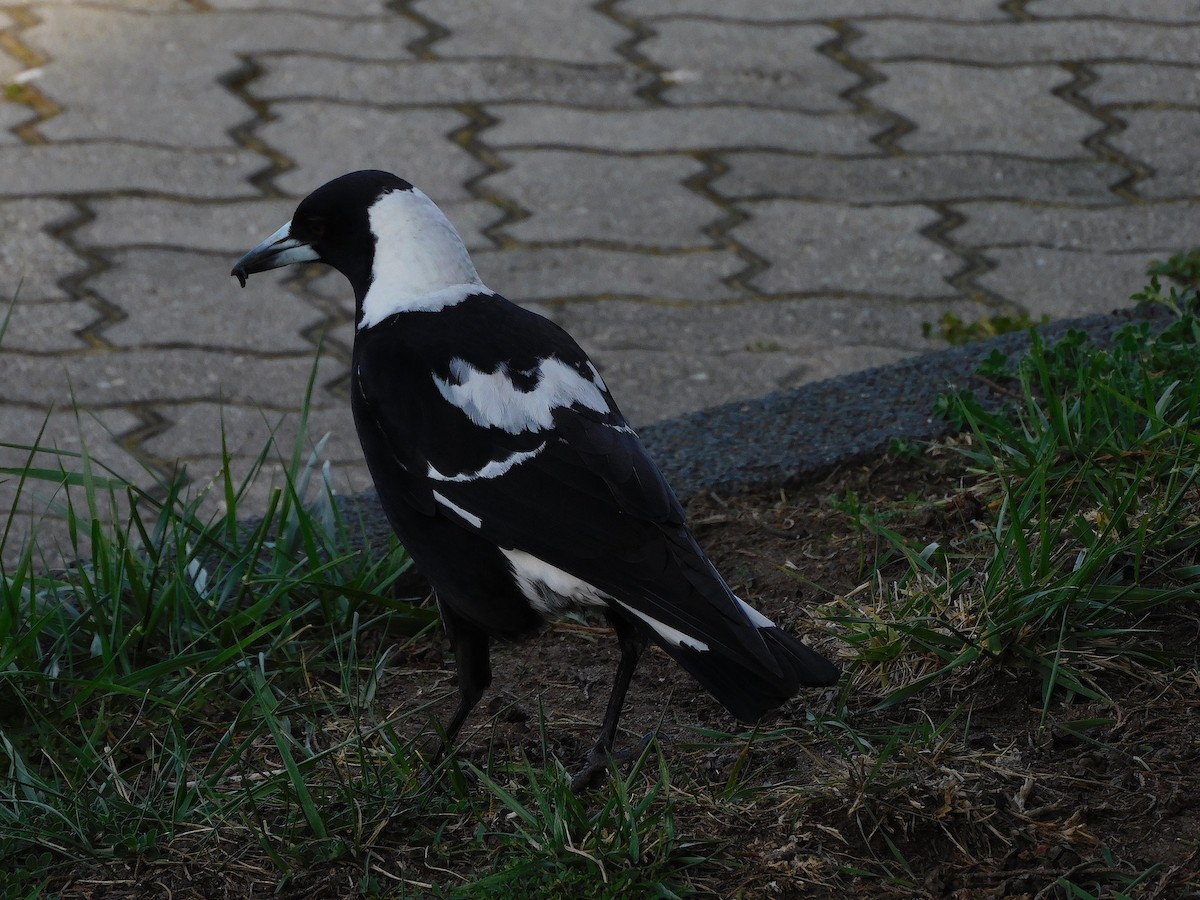 Australian Magpie (Black-backed x White-backed) - ML624633415