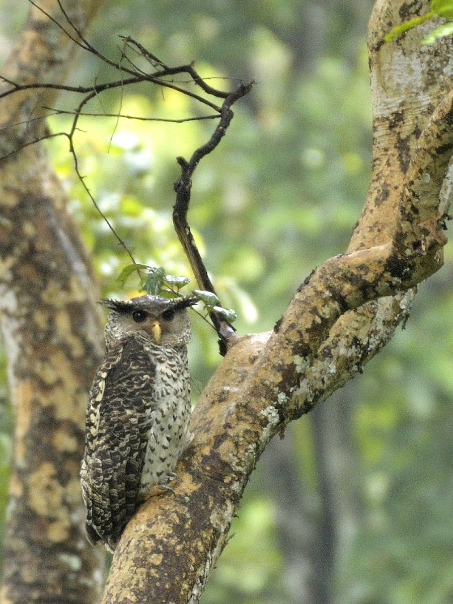 Spot-bellied Eagle-Owl - ML624633533