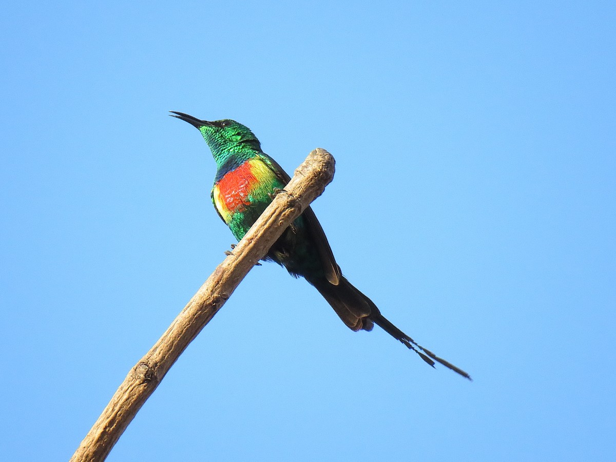 Beautiful Sunbird - ML624633765