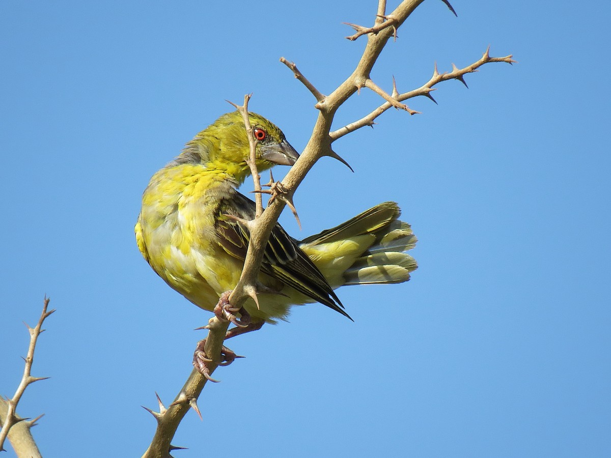Village Weaver - ML624633774