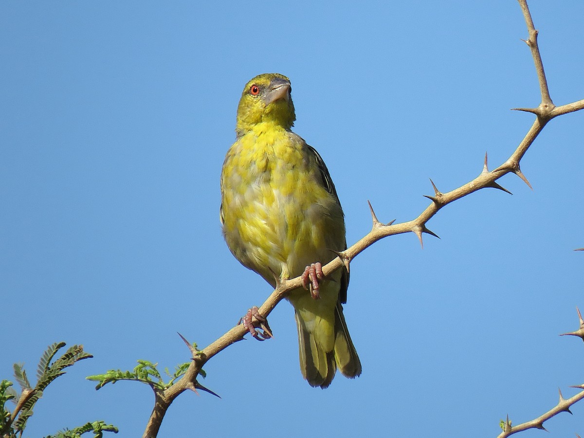 Village Weaver - ML624633775