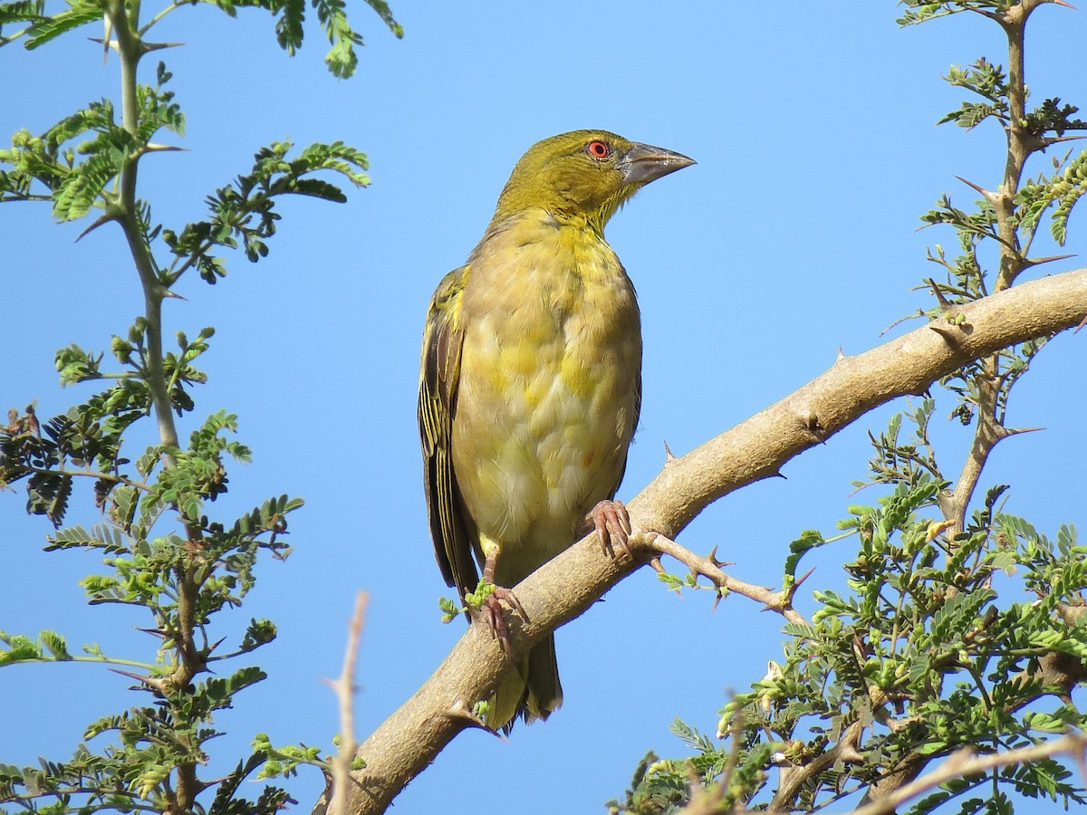 Village Weaver - ML624633776