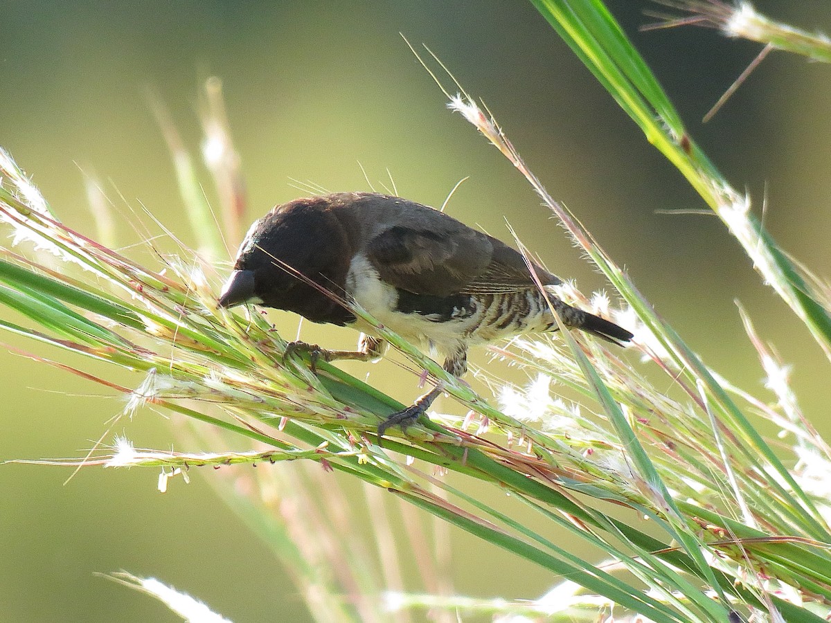 Bronze Mannikin - ML624633779