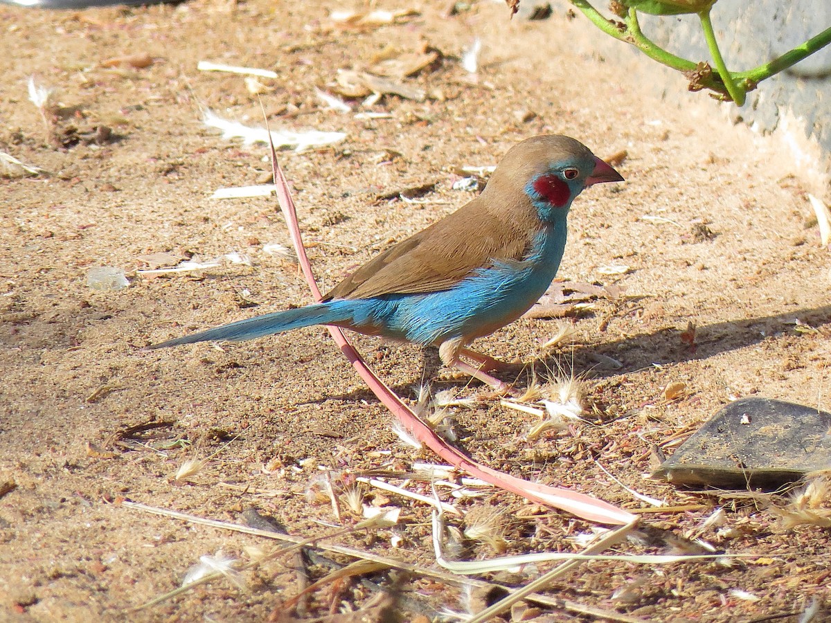 Red-cheeked Cordonbleu - ML624633790