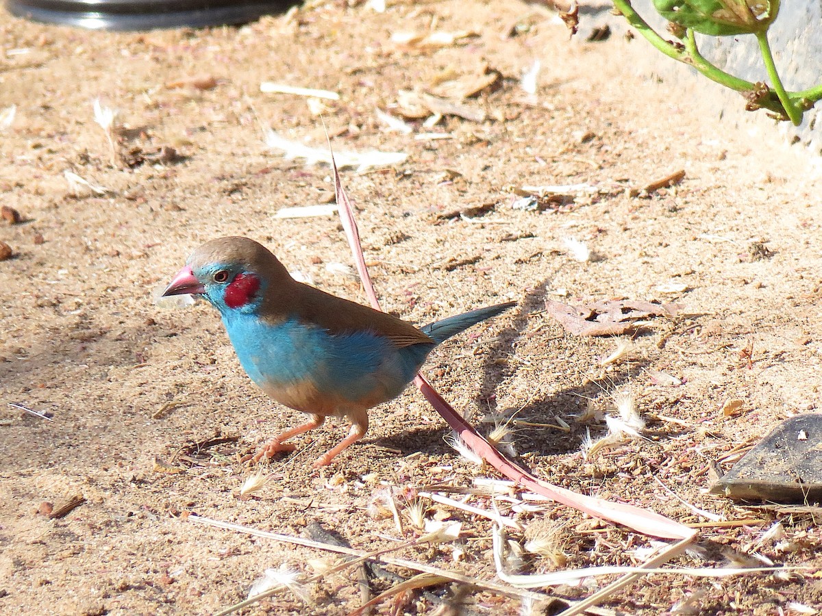 Red-cheeked Cordonbleu - ML624633791