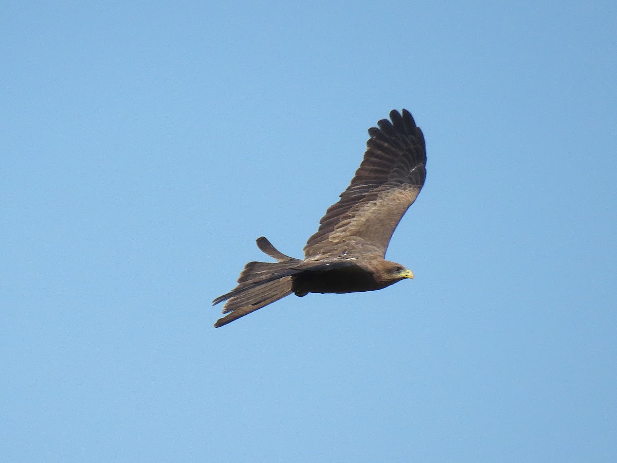 Black Kite - ML624633816