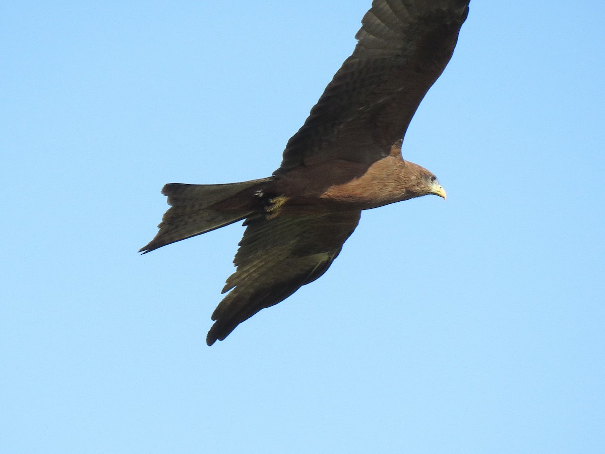 Black Kite - ML624633817
