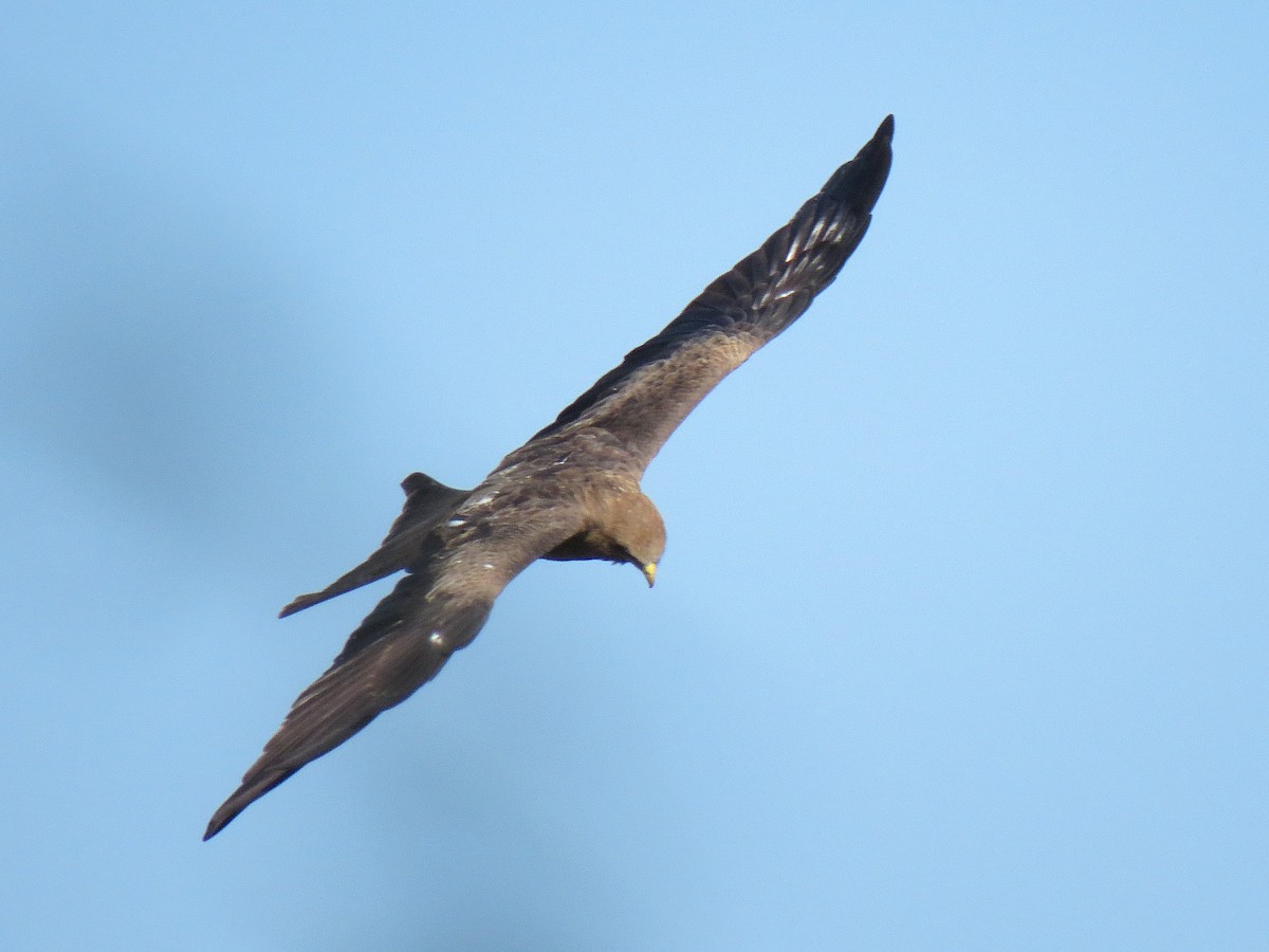 Black Kite - ML624633818