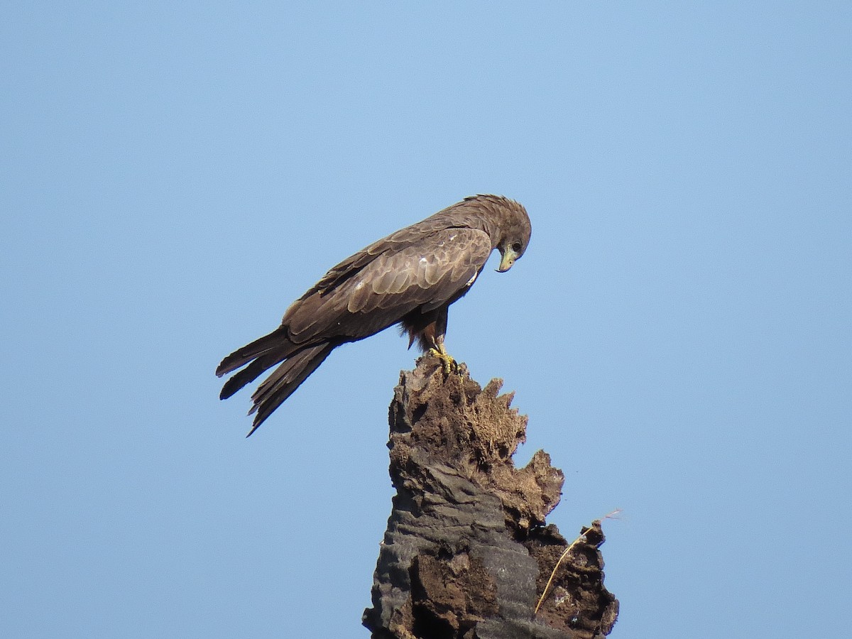 Black Kite - ML624633836
