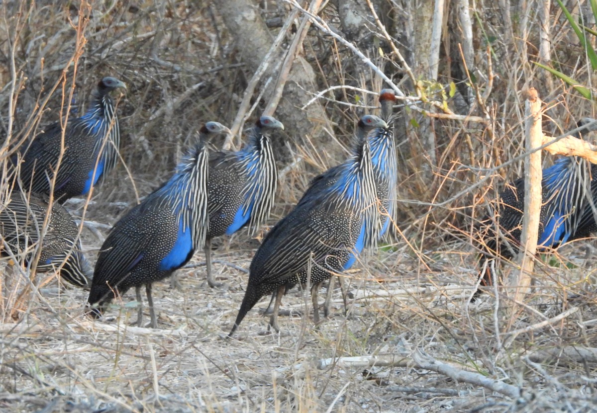 Vulturine Guineafowl - ML624633893