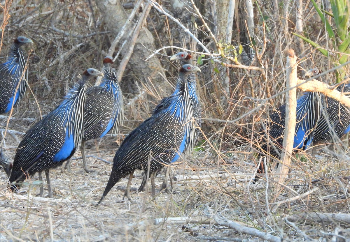 Vulturine Guineafowl - ML624633894