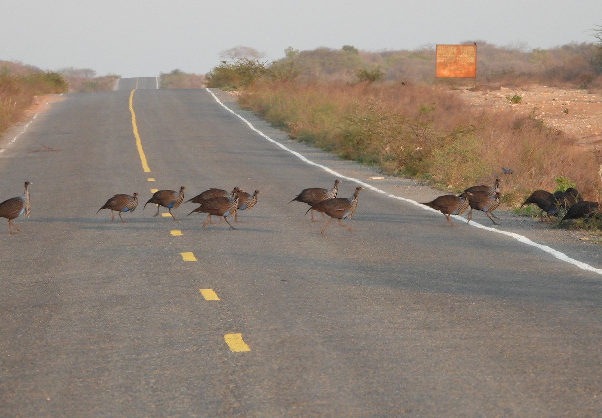 Vulturine Guineafowl - ML624633895