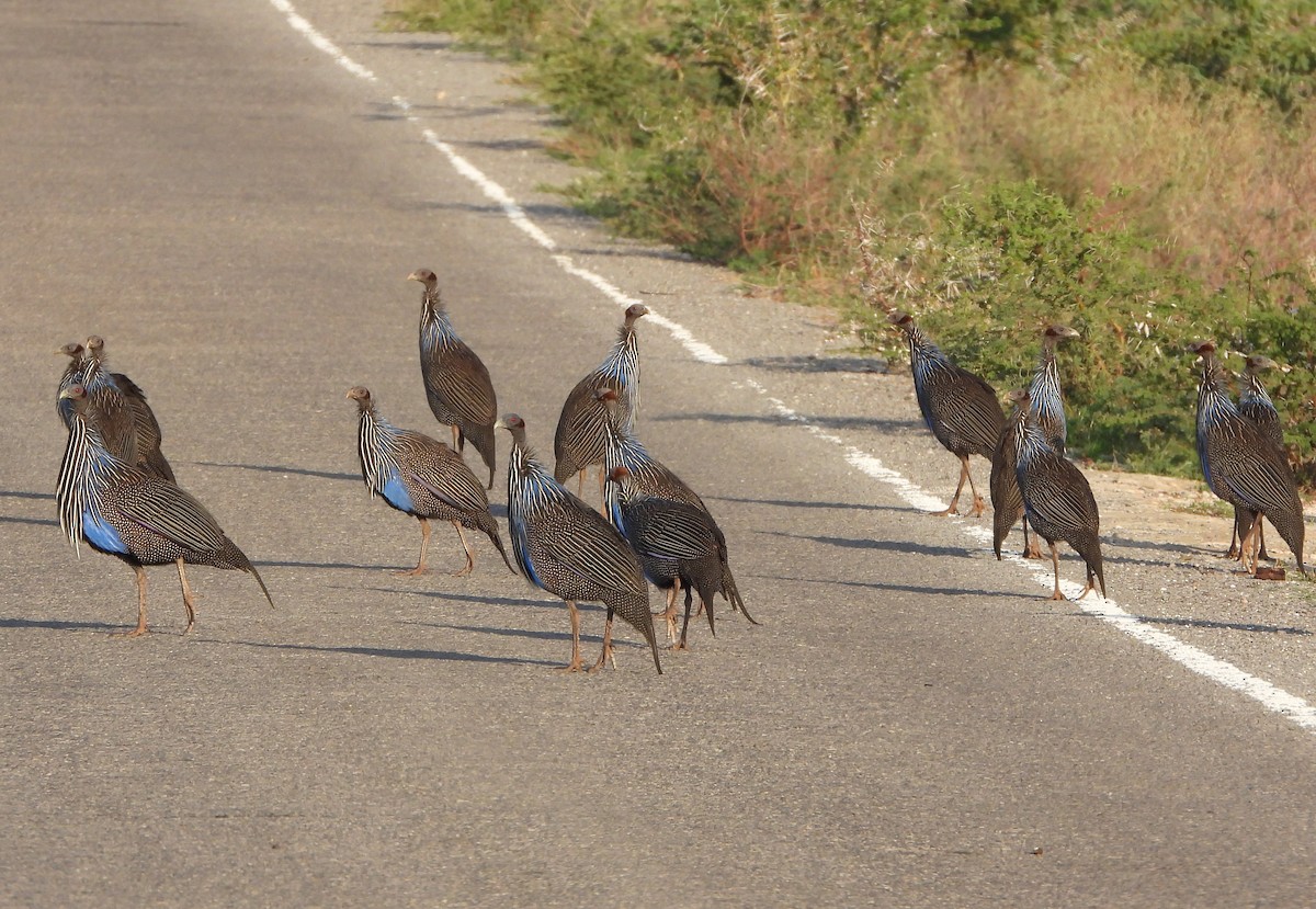 Vulturine Guineafowl - ML624633899