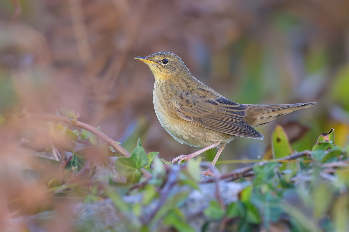 Common Grasshopper Warbler - ML624633943