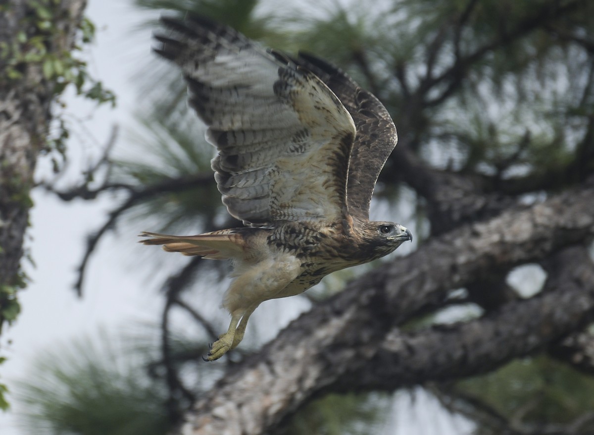 Red-tailed Hawk - joseph mileyka