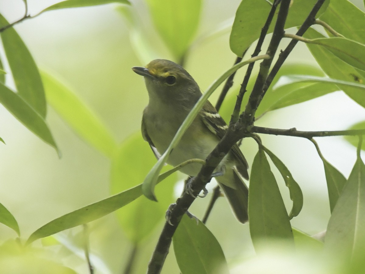 Ak Gözlü Vireo - ML624634161