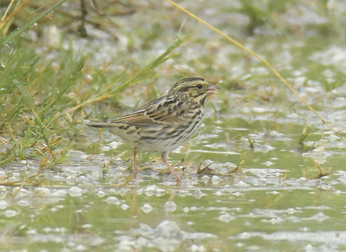 Savannah Sparrow - joseph mileyka