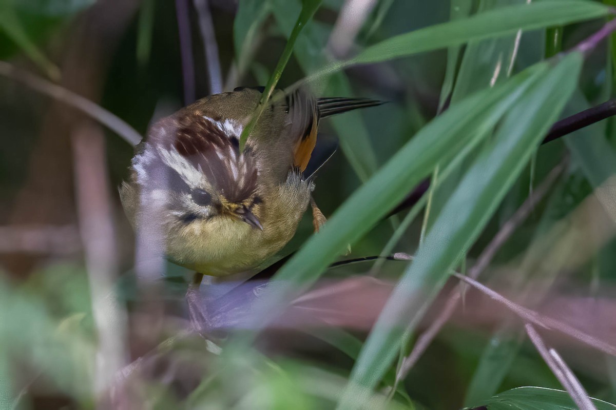 White-browed Fulvetta - ML624634333