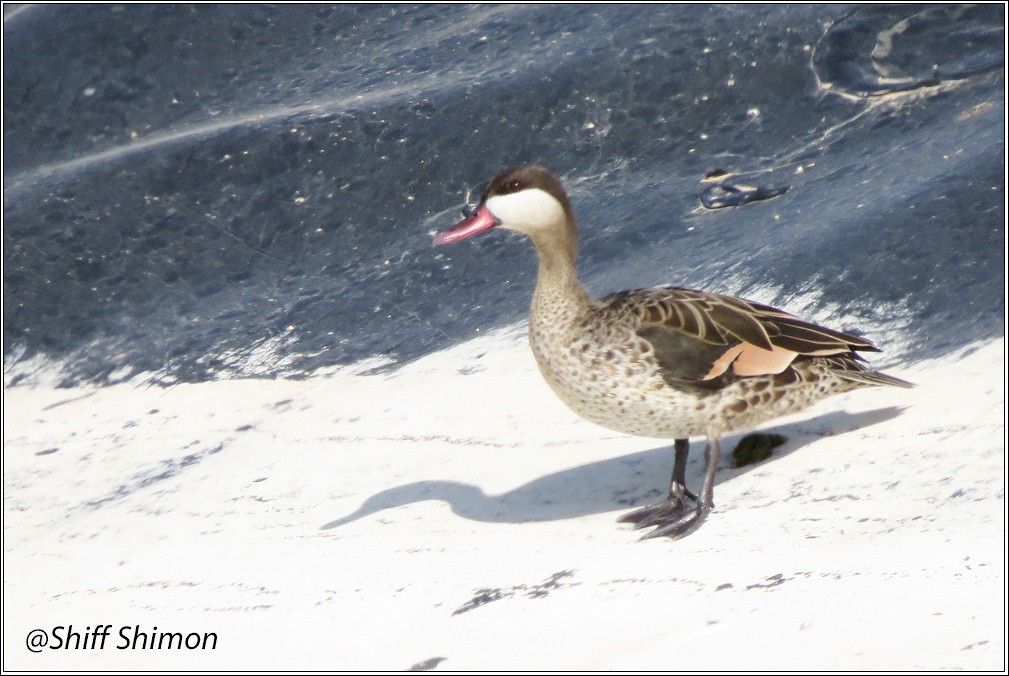 Red-billed Duck - ML624634360