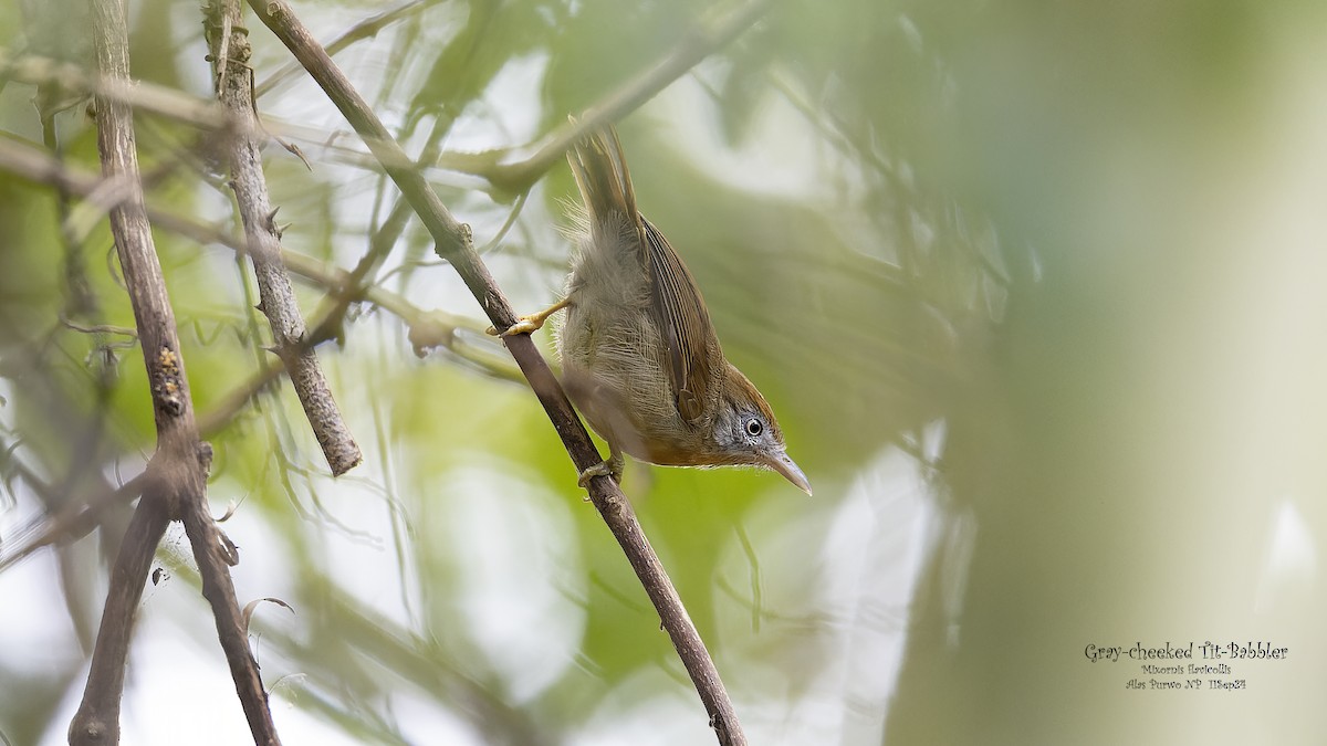 Gray-cheeked Tit-Babbler - ML624634467