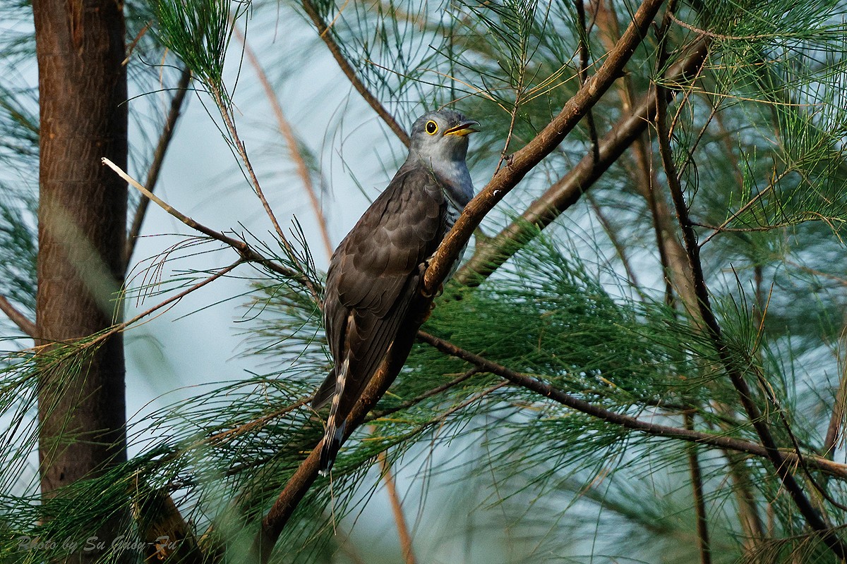 Indian Cuckoo - ML624634658