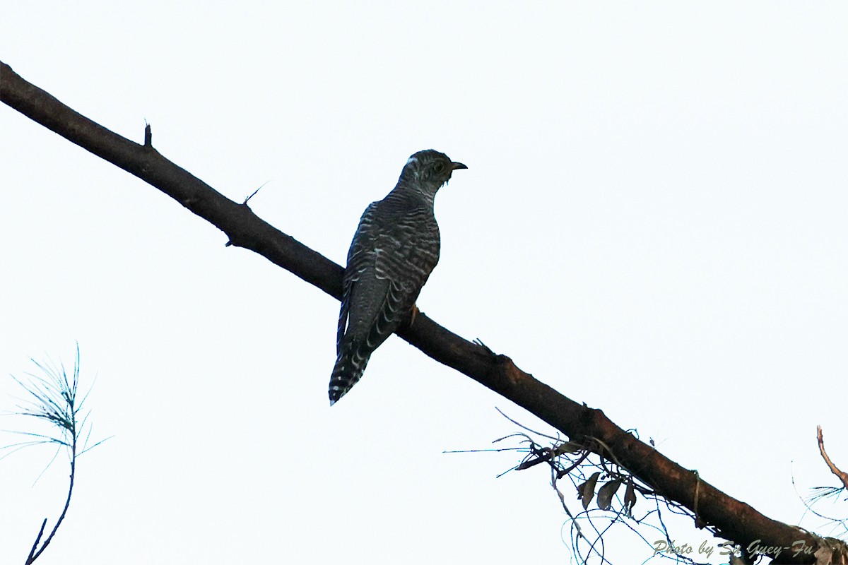 Oriental Cuckoo - ML624634659