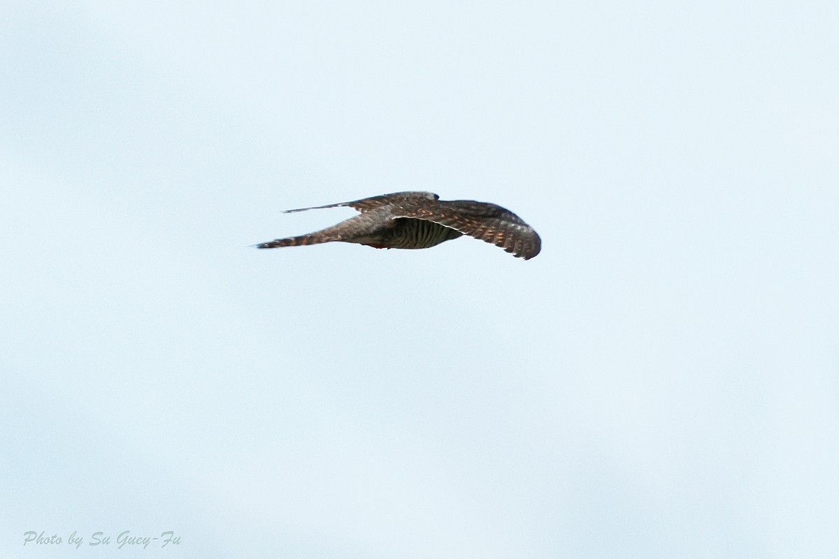 Oriental Cuckoo - ML624634662