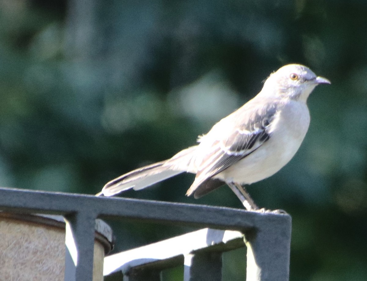 Northern Mockingbird - ML624634792