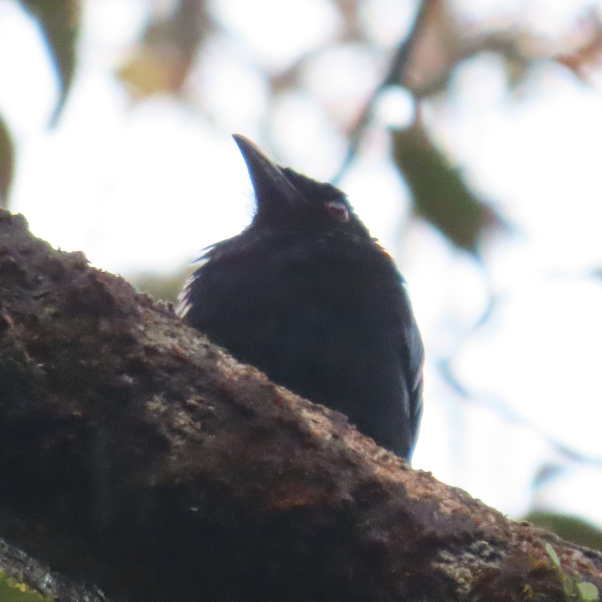 Hair-crested Drongo (Bornean) - ML624634975
