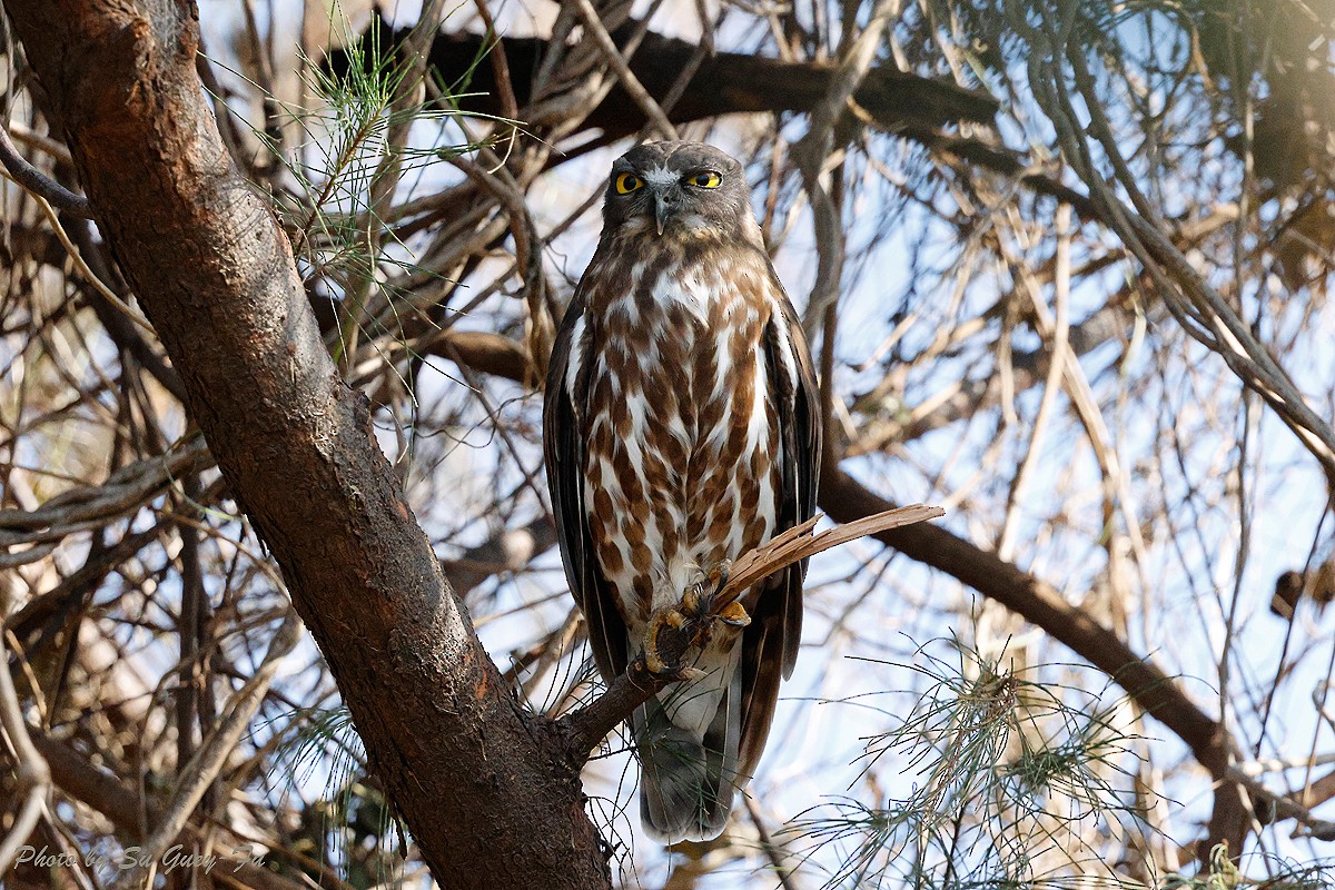 Northern Boobook - ML624635014