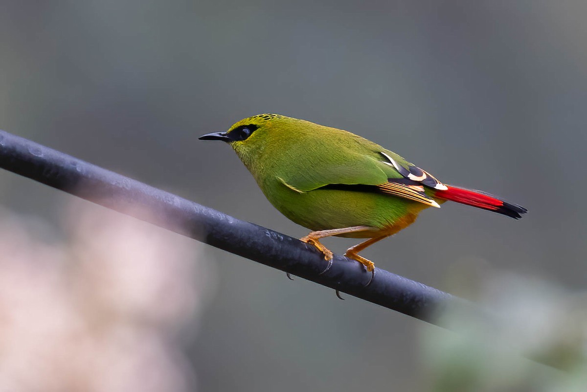 Fire-tailed Myzornis - ML624635033