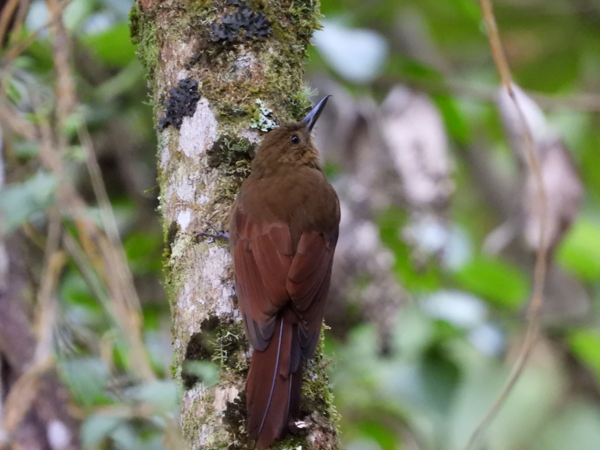 Tyrannine Woodcreeper - ML624635105