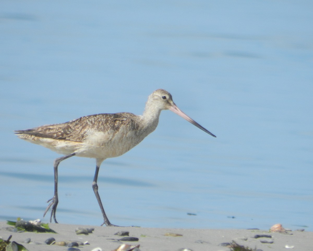 Marbled Godwit - ML624635109