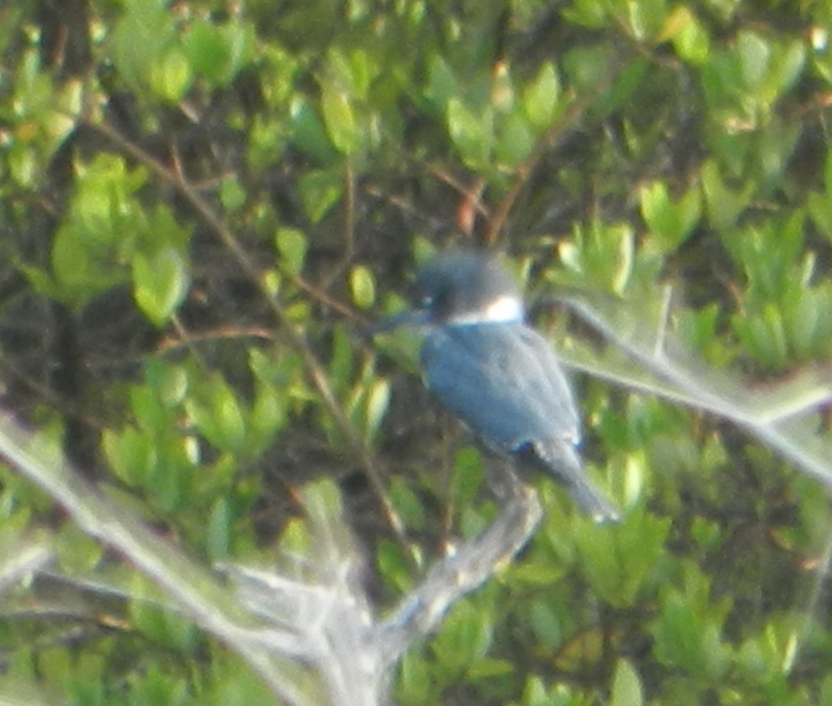 Belted Kingfisher - ML624635152