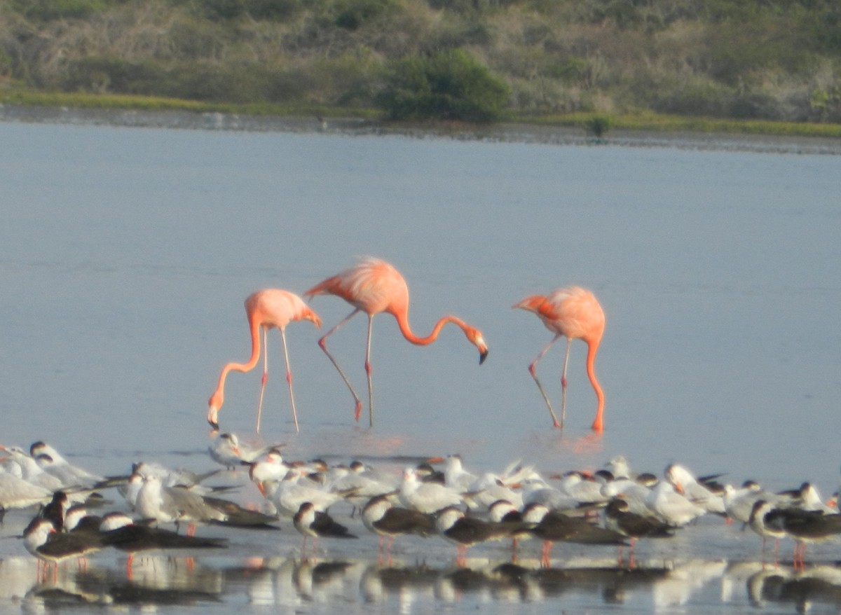 American Flamingo - ML624635171