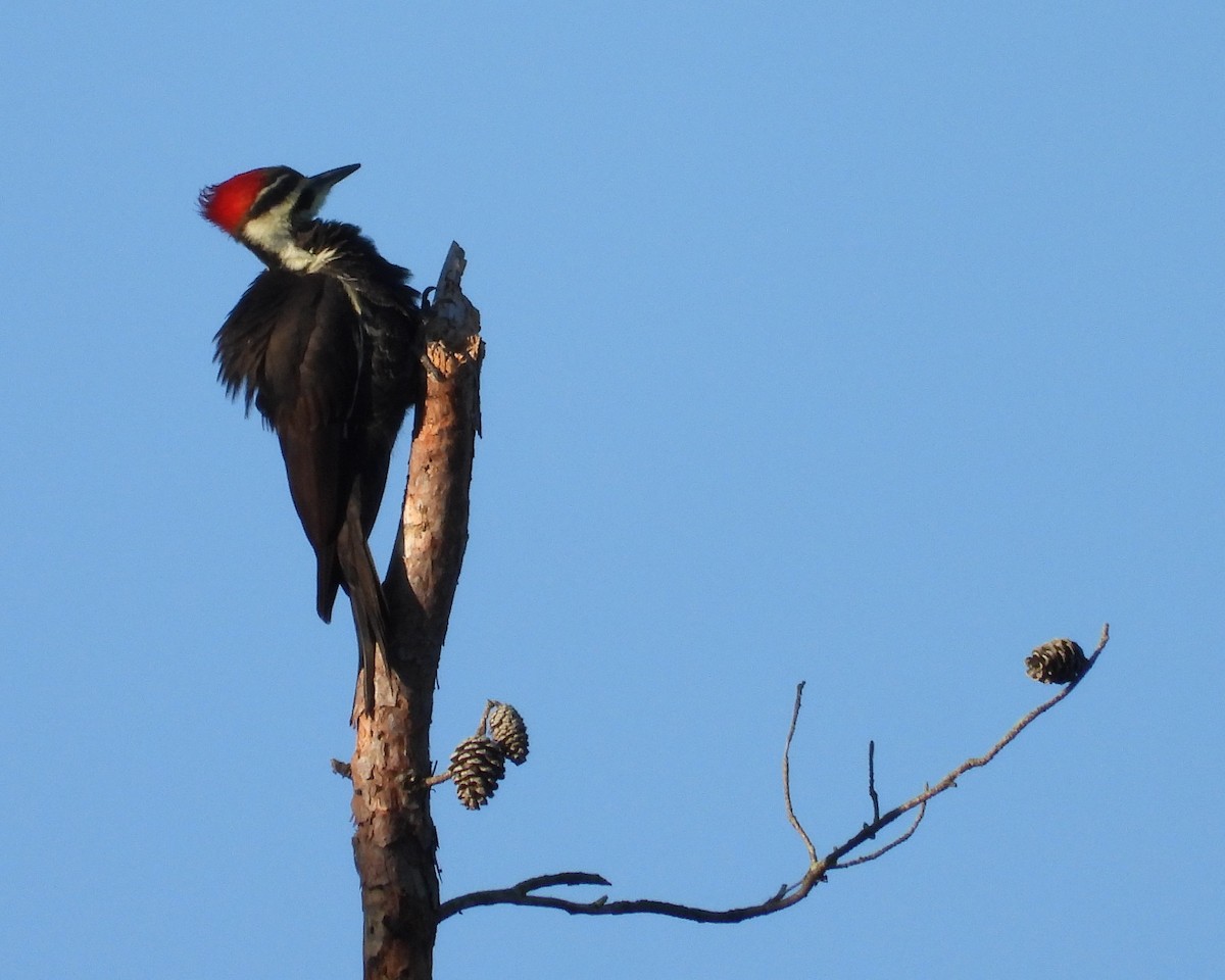 Pileated Woodpecker - ML624635339