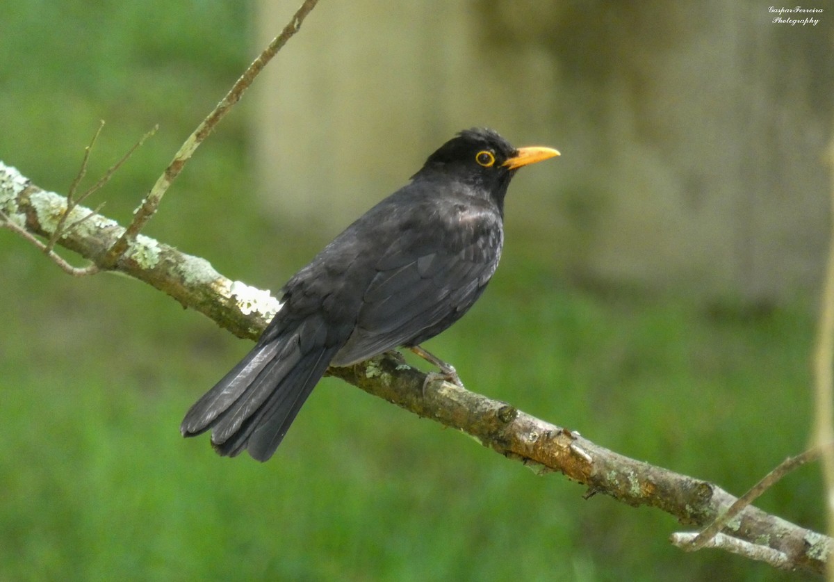 Хар хөөндэй - ML624635402