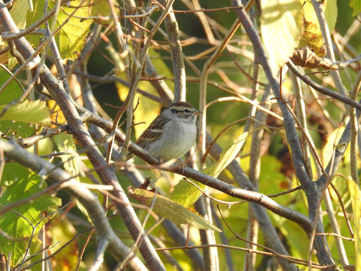 Chipping Sparrow - ML624635548